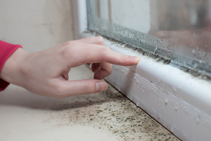 Breathing Easy: Detecting Mold in Your Beach Home and Preventing Moisture